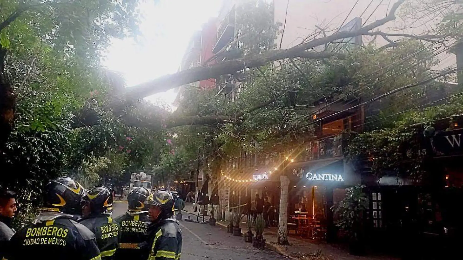 arbol condesa bomberos